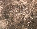 Lichtenberg from an e-micro burst